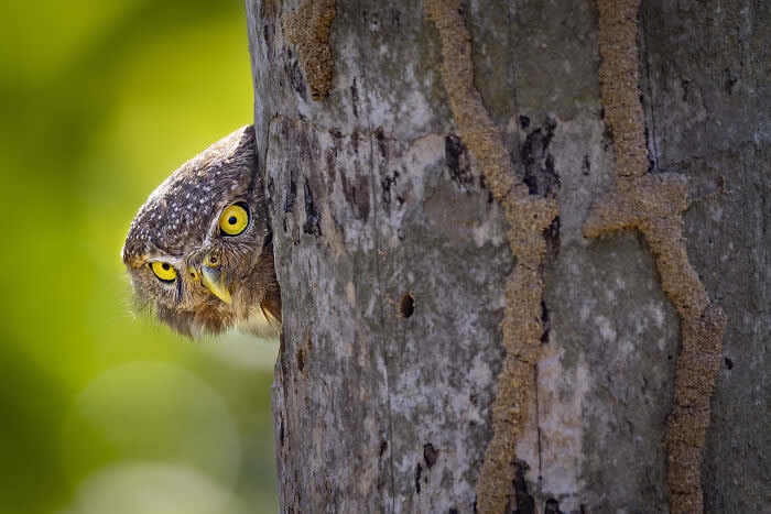 Best Photos from the SINWP Bird Photographer of the Year 2024