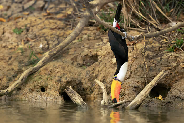 Best Photos from the SINWP Bird Photographer of the Year 2024