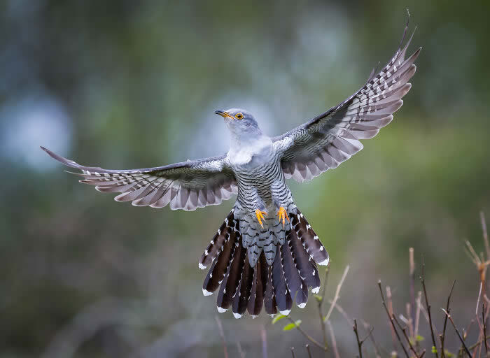 Best Photos from the SINWP Bird Photographer of the Year 2024