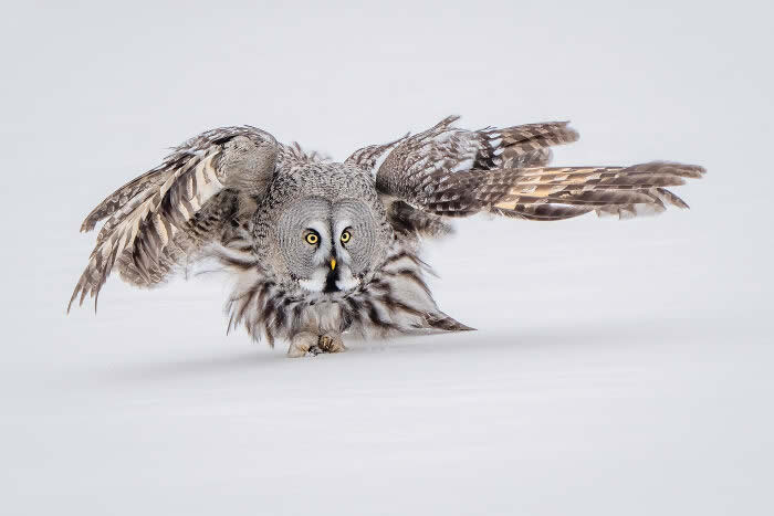 Best Photos from the SINWP Bird Photographer of the Year 2024