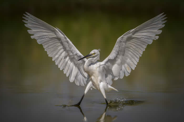 Best Photos from the SINWP Bird Photographer of the Year 2024