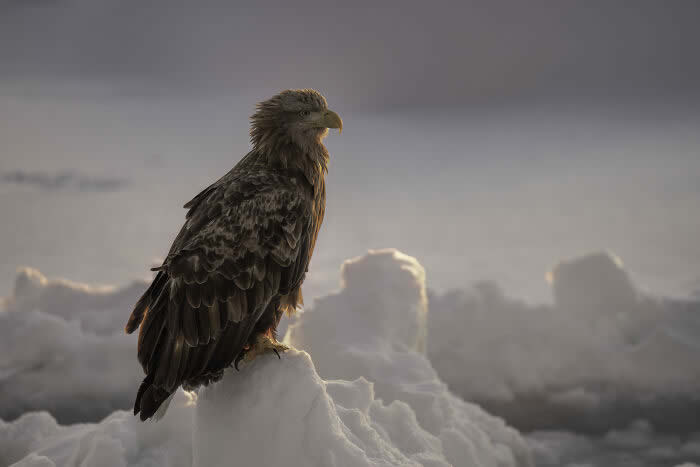 Best Photos from the SINWP Bird Photographer of the Year 2024