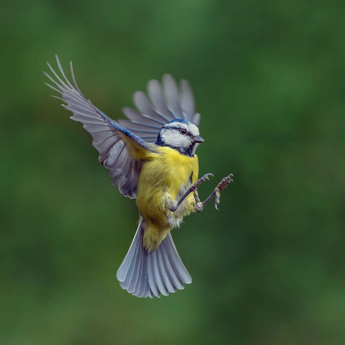 Best Photos from the SINWP Bird Photographer of the Year 2024