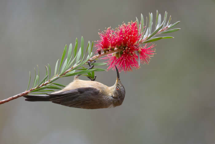 Best Photos from the SINWP Bird Photographer of the Year 2024