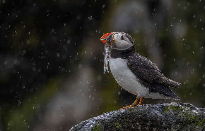 Best Photos from the SINWP Bird Photographer of the Year 2024