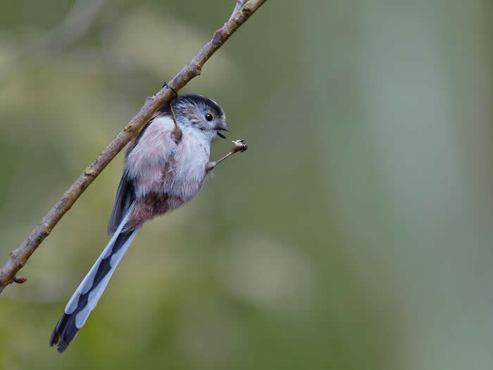 Best Photos from the SINWP Bird Photographer of the Year 2024