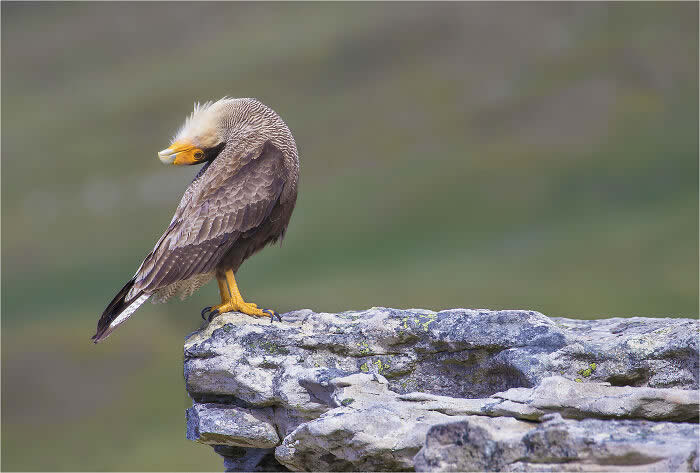 Best Photos from the SINWP Bird Photographer of the Year 2024