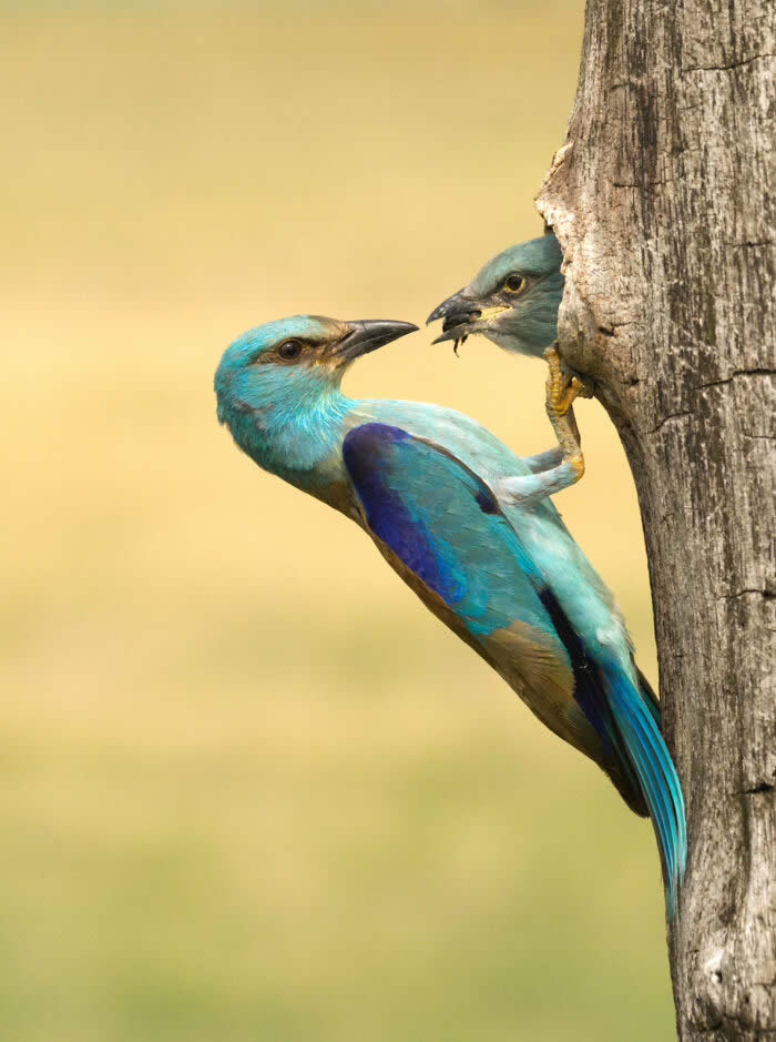 Best Photos from the SINWP Bird Photographer of the Year 2024