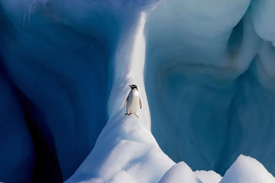 Natural World Smithsonian Magazine Award Winners