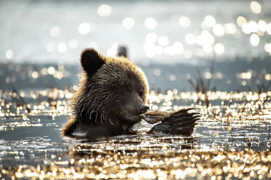 Natural World Smithsonian Magazine Award Winners