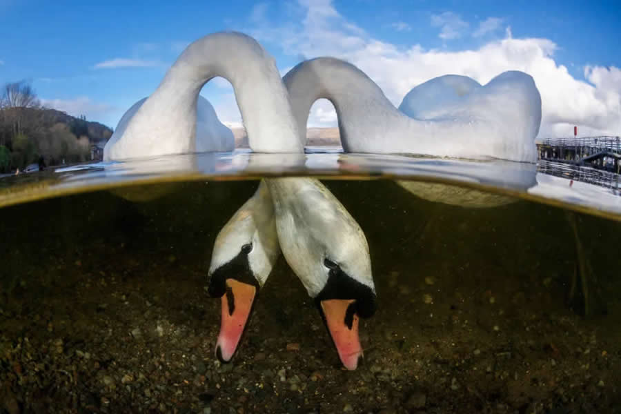 Natural World Smithsonian Magazine Award Winners