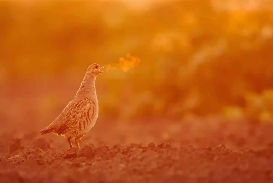 2024 Travel Photographer of the Year Winners