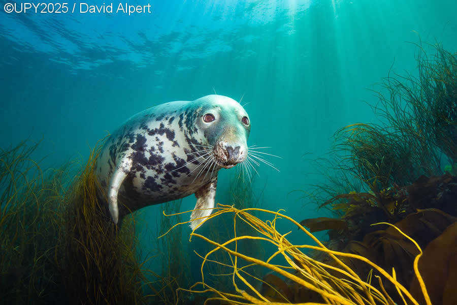 2025 Underwater Photographer of the Year Winners