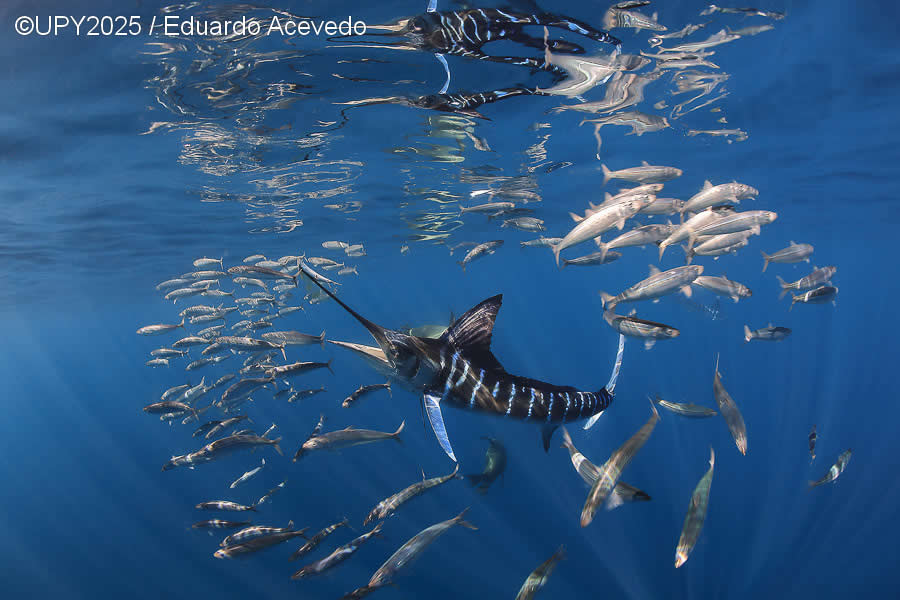 2025 Underwater Photographer of the Year Winners