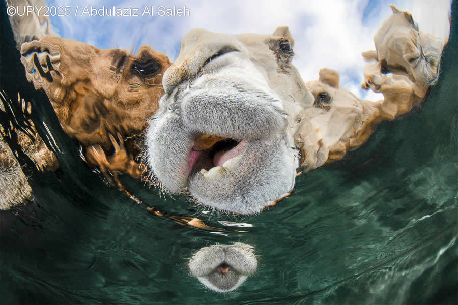 2025 Underwater Photographer of the Year Winners