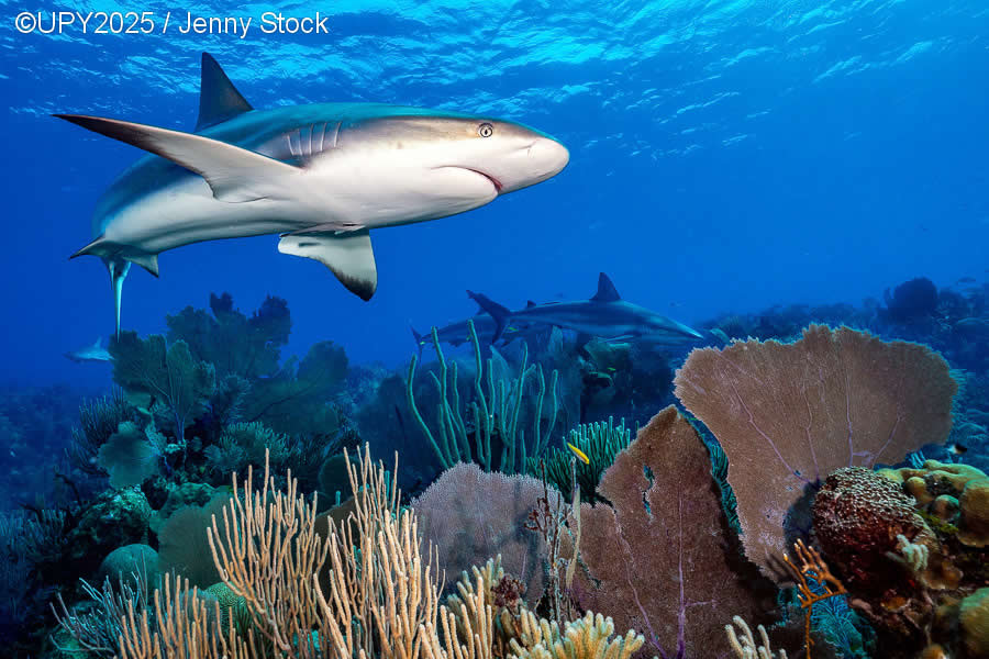 2025 Underwater Photographer of the Year Winners