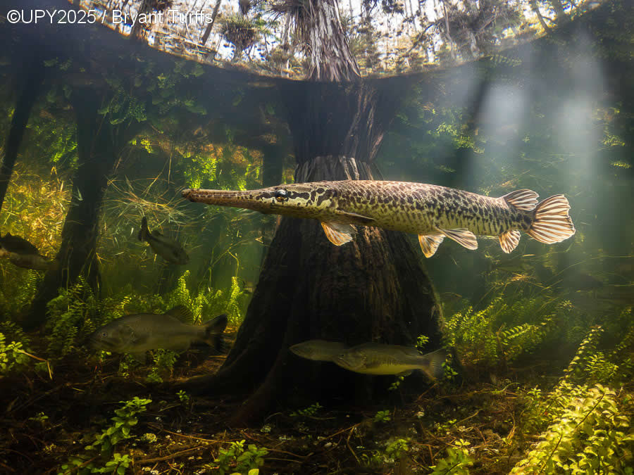 2025 Underwater Photographer of the Year Winners