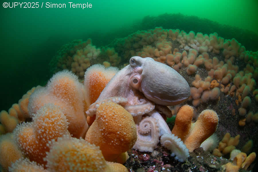 2025 Underwater Photographer of the Year Winners