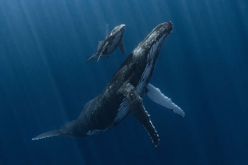2025 Underwater Photographer of the Year Winners