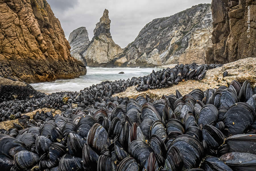 Highly Commended Photos From The Wildlife Photographer of the Year 