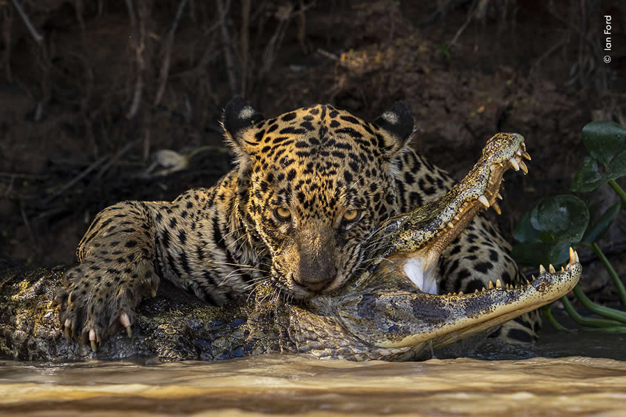 Highly Commended Photos From The Wildlife Photographer of the Year 