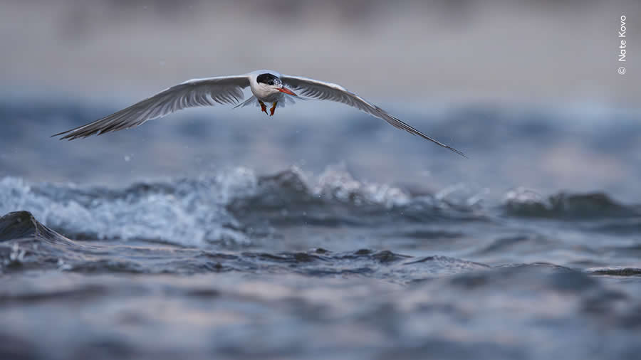 Highly Commended Photos From The Wildlife Photographer of the Year 