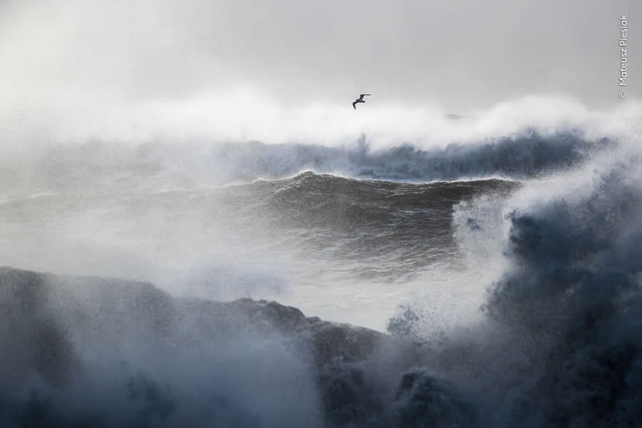 Highly Commended Photos From The Wildlife Photographer of the Year 