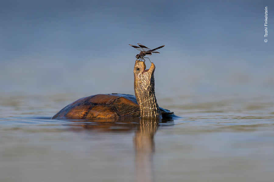 Highly Commended Photos From The Wildlife Photographer of the Year 