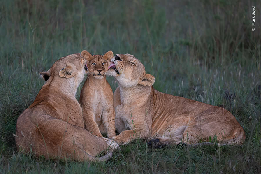 Highly Commended Photos From The Wildlife Photographer of the Year 