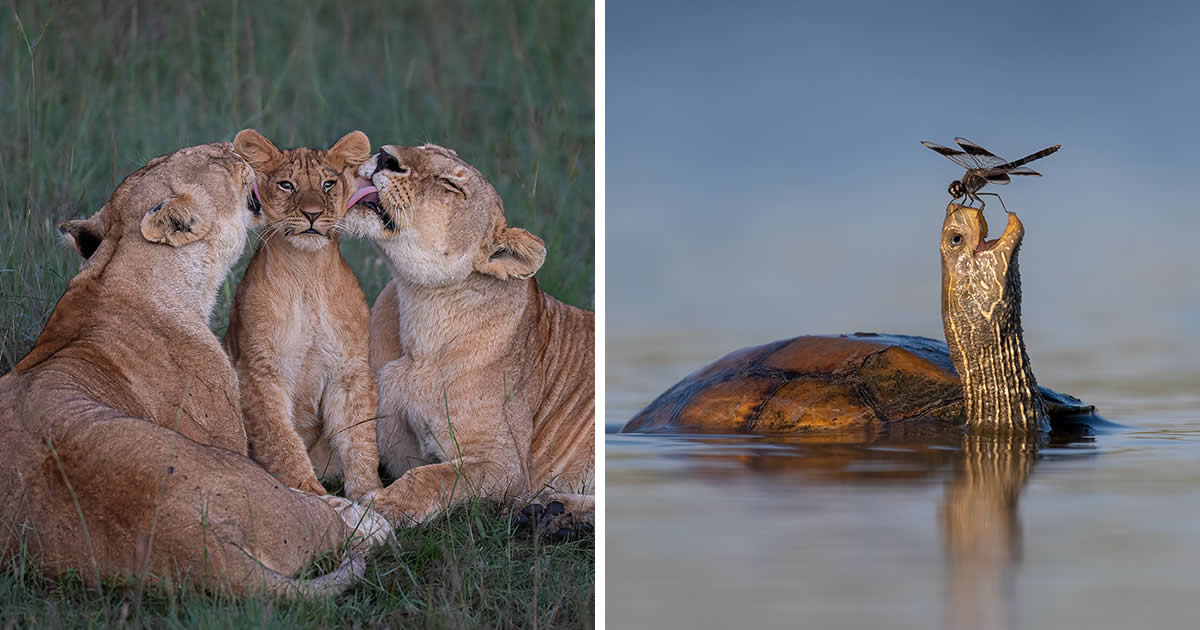 20 Highly Commended Photos From The Wildlife Photographer of