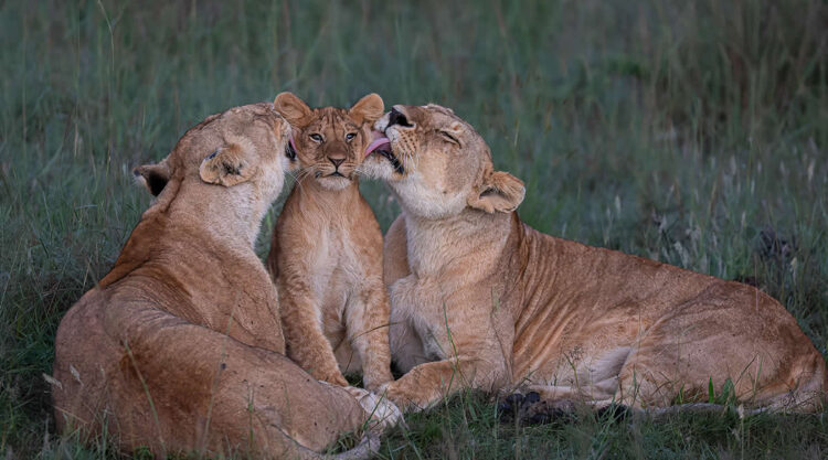 Highly Commended Photos From The Wildlife Photographer of the Year