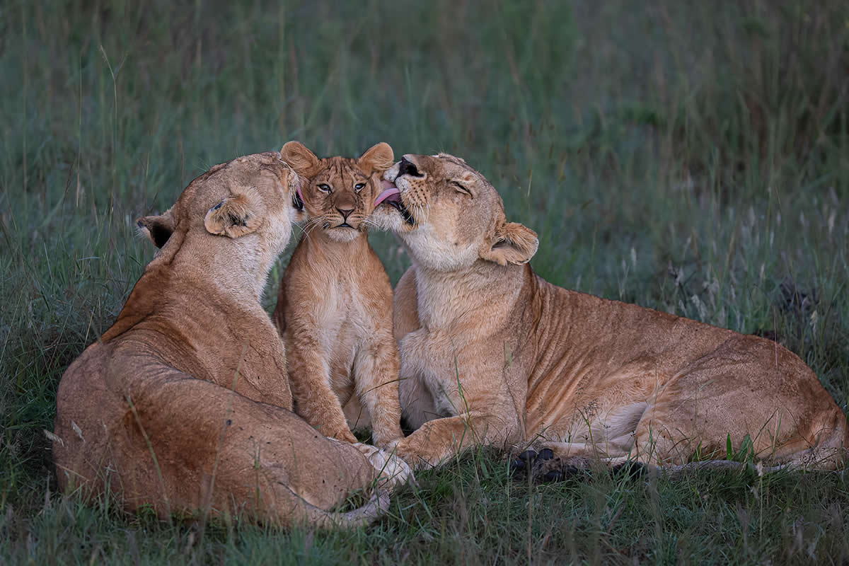 Highly Commended Photos From The Wildlife Photographer of the Year