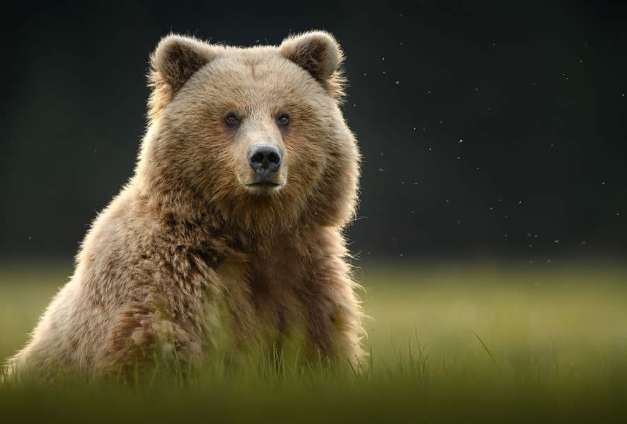 Wildlife Photography Jackson Hole Wyoming by Isaac Spotts