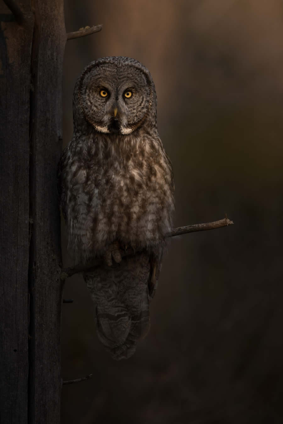 Wildlife Photography Jackson Hole Wyoming by Isaac Spotts