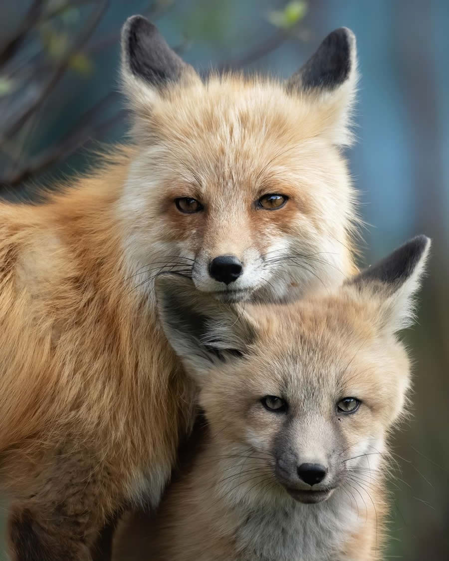 Wildlife Photography Jackson Hole Wyoming by Isaac Spotts