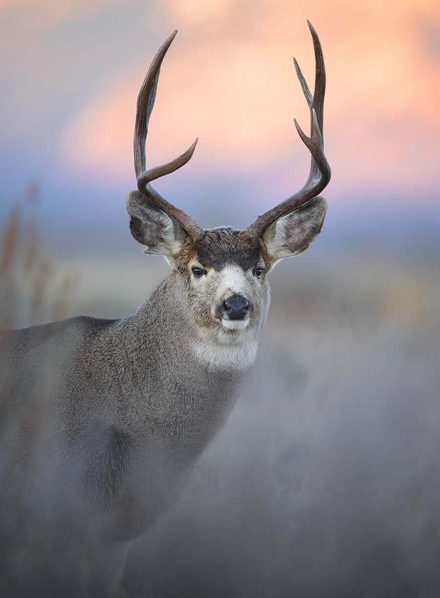 Wildlife Photography Jackson Hole Wyoming by Isaac Spotts