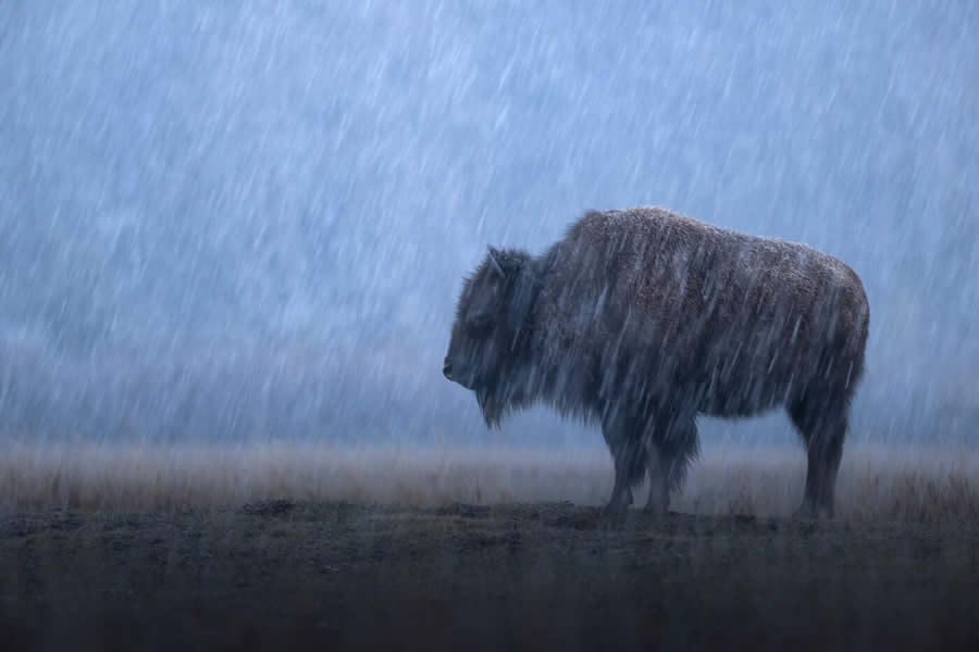 Wildlife Photography Jackson Hole Wyoming by Isaac Spotts