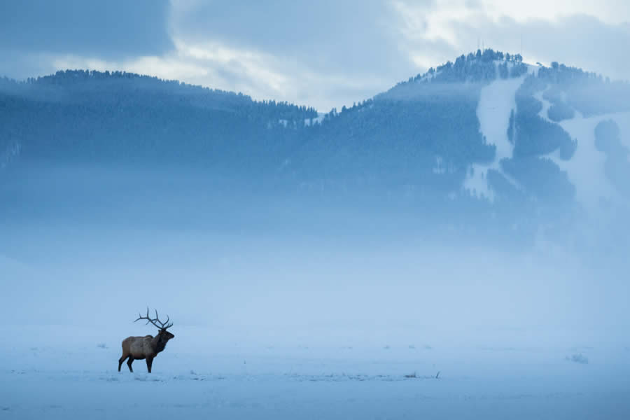 Wildlife Photography Jackson Hole Wyoming by Isaac Spotts