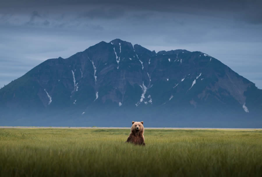 Wildlife Photography Jackson Hole Wyoming by Isaac Spotts