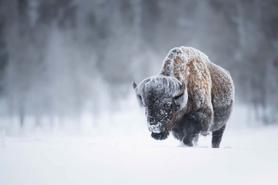 Wildlife Photography Jackson Hole Wyoming by Isaac Spotts