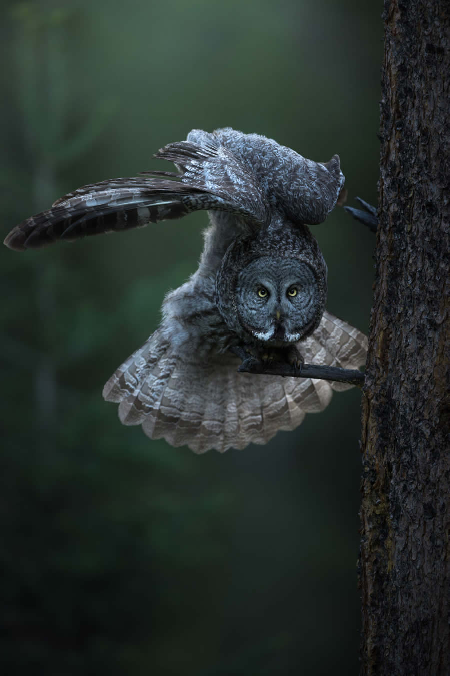 Wildlife Photography Jackson Hole Wyoming by Isaac Spotts