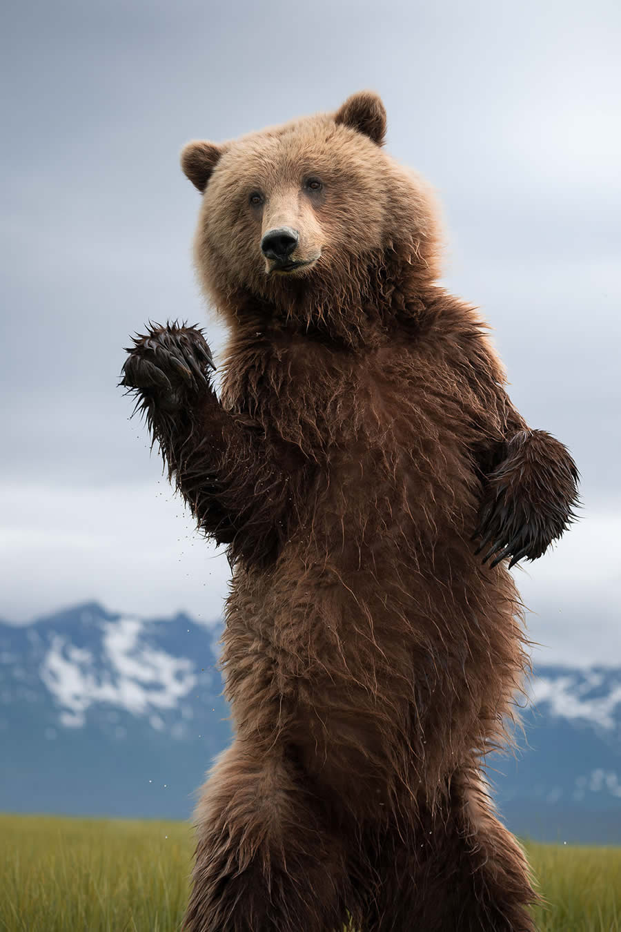 Wildlife Photography Jackson Hole Wyoming by Isaac Spotts