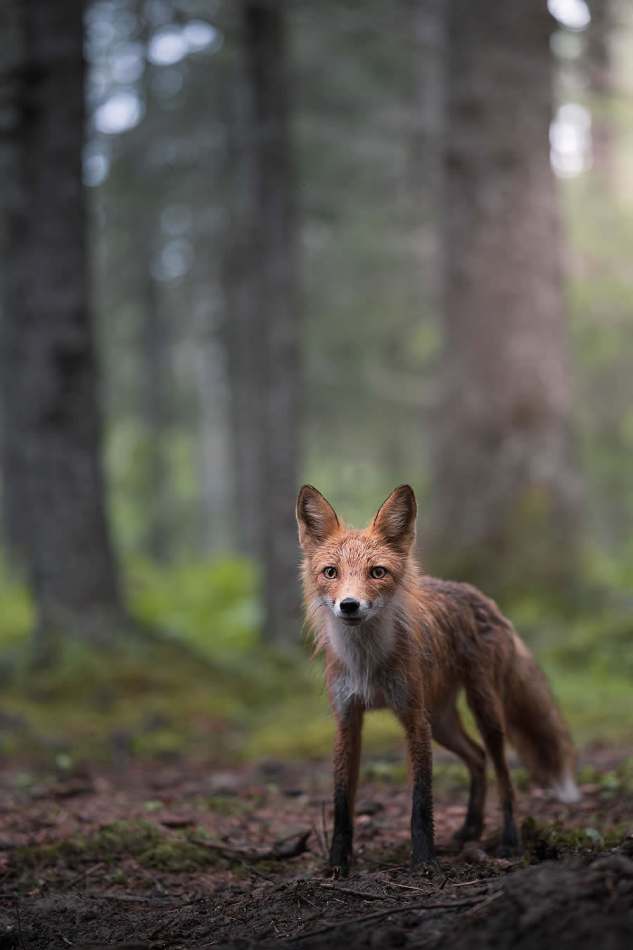 Wildlife Photography Jackson Hole Wyoming by Isaac Spotts