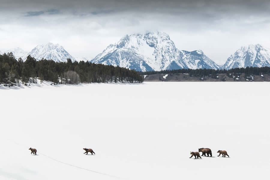 Wildlife Photography Jackson Hole Wyoming by Isaac Spotts