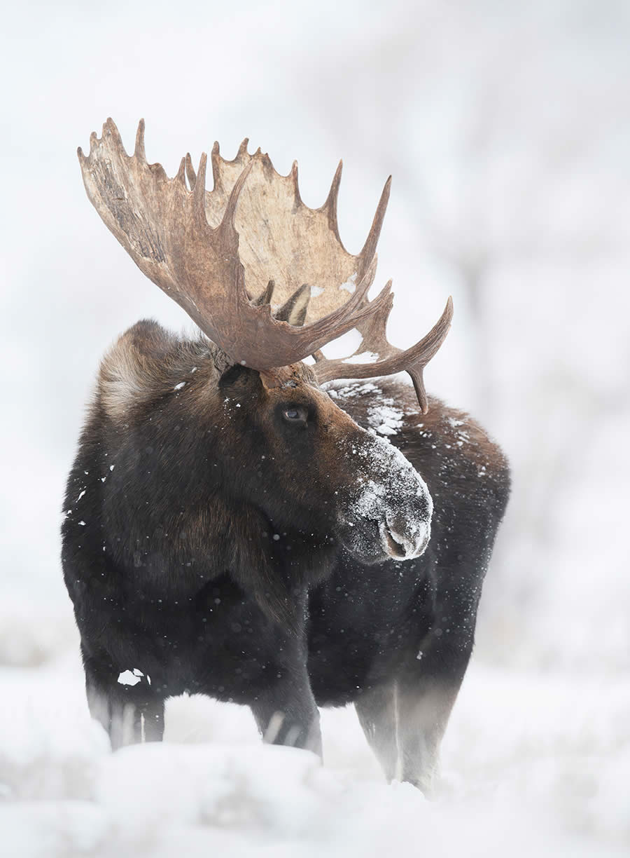 Wildlife Photography Jackson Hole Wyoming by Isaac Spotts