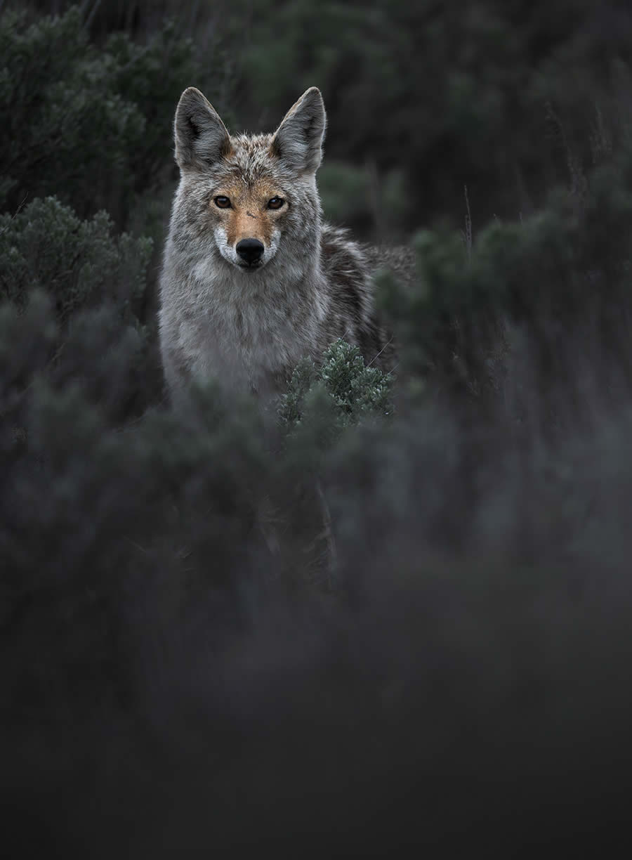 Wildlife Photography Jackson Hole Wyoming by Isaac Spotts