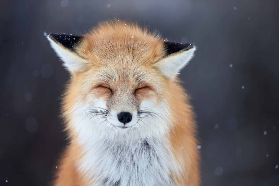 Wildlife Photography Jackson Hole Wyoming by Isaac Spotts