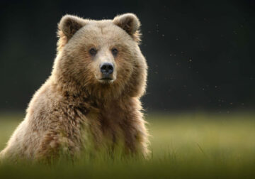 Wildlife Photography Jackson Hole Wyoming by Isaac Spotts