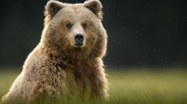 Wildlife Photography Jackson Hole Wyoming by Isaac Spotts