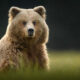 Wildlife Photography Jackson Hole Wyoming by Isaac Spotts